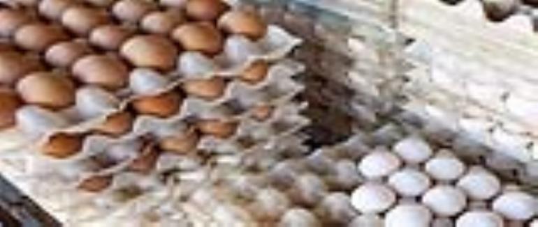 علت افزایش قیمت تخم مرغ در روز های اخیر